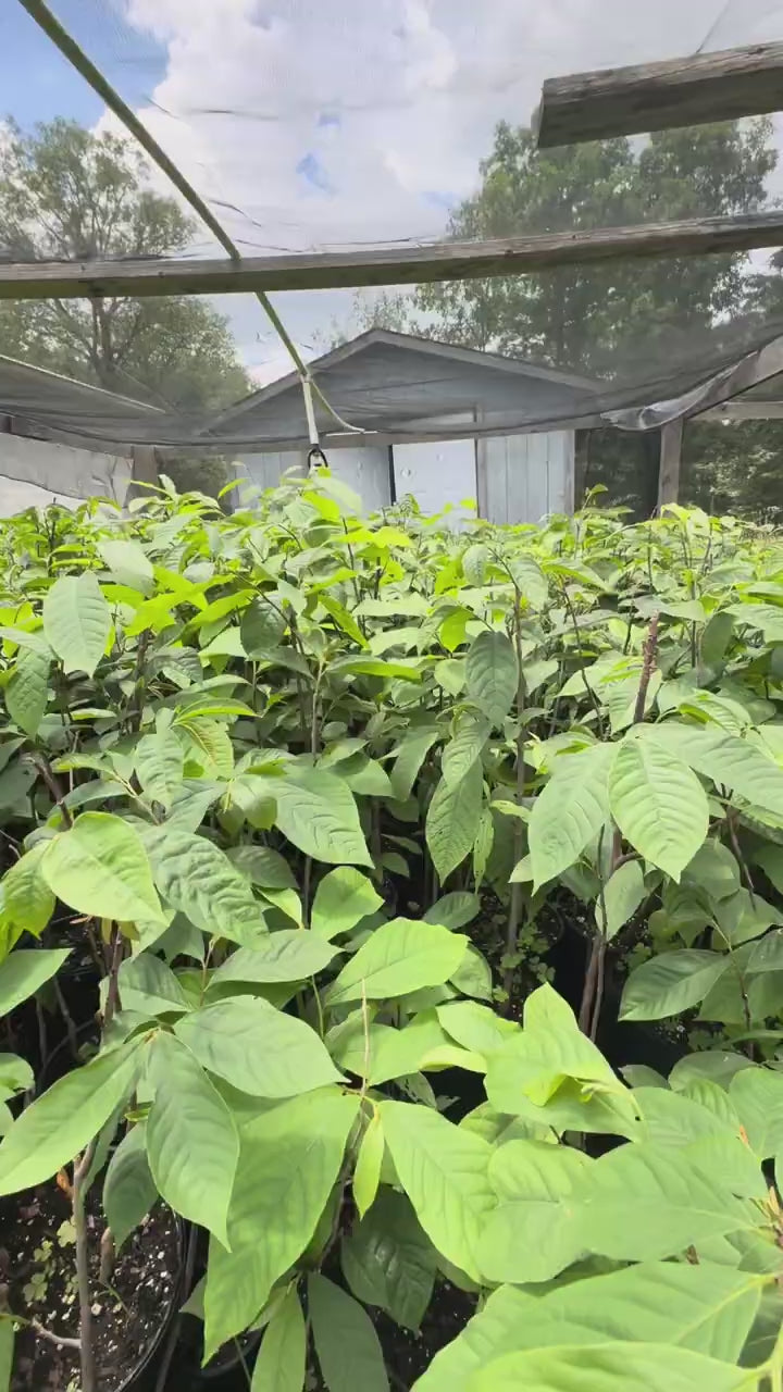 potted pawpaws 