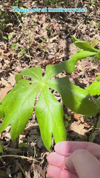 Mayapple