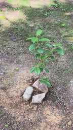 Fuyu Persimmon Tree #1 Gal