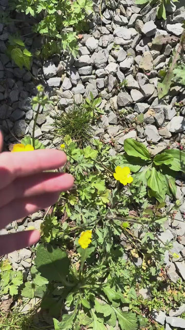 Creeping Buttercup Plant