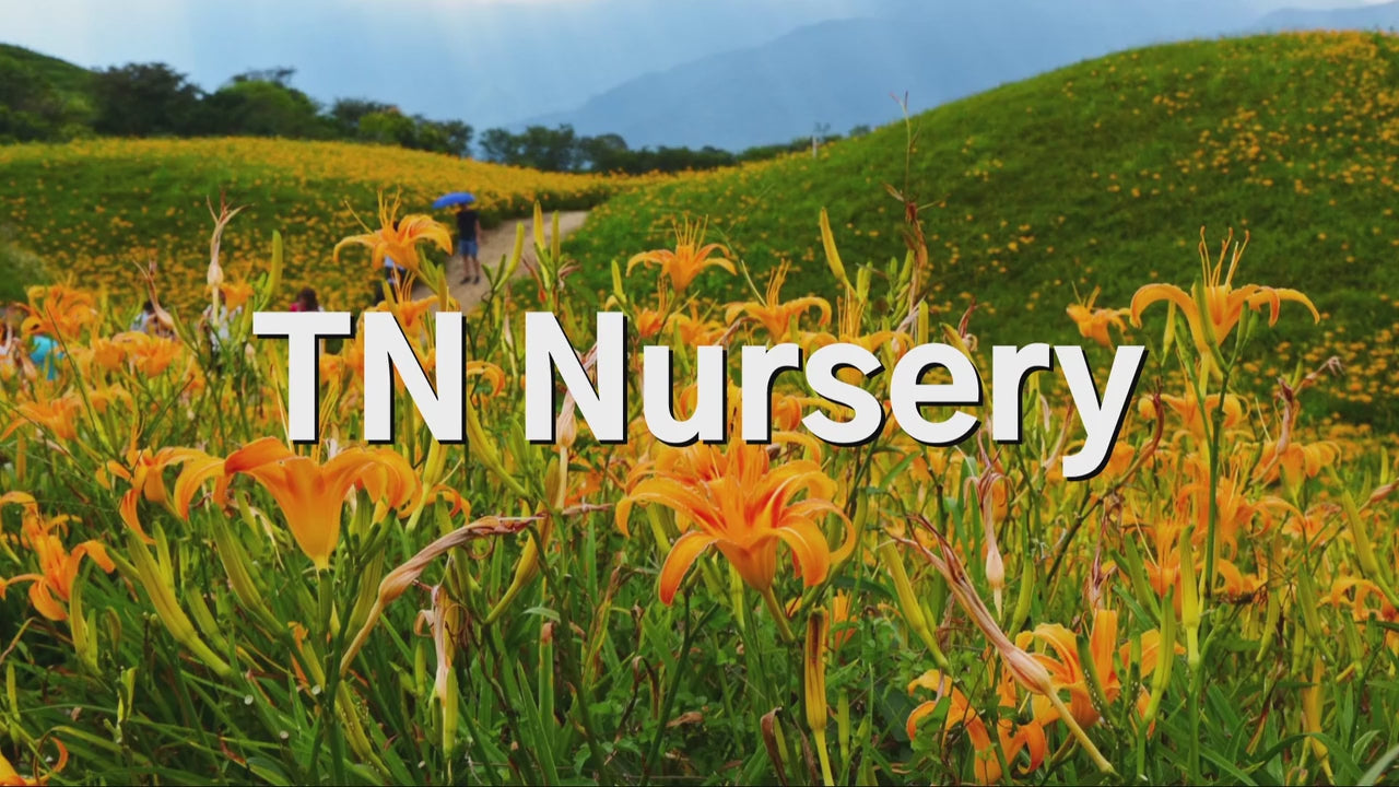 TN Nursery video 