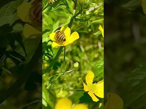 TN Nursery video on Creeping buttercup