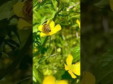 TN Nursery video on Creeping buttercup