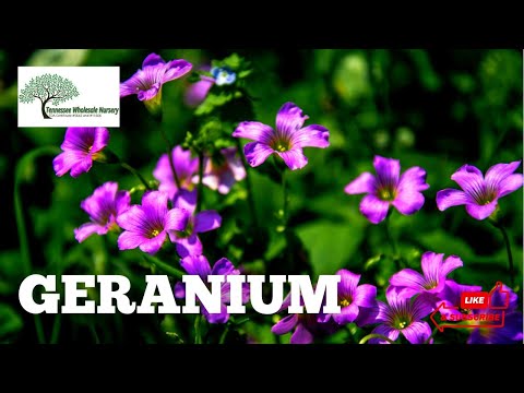 TN Nursery video on  Wild Geranium