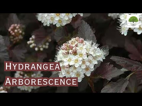 TN Nursery video on  Hydrangea Arborescence 


