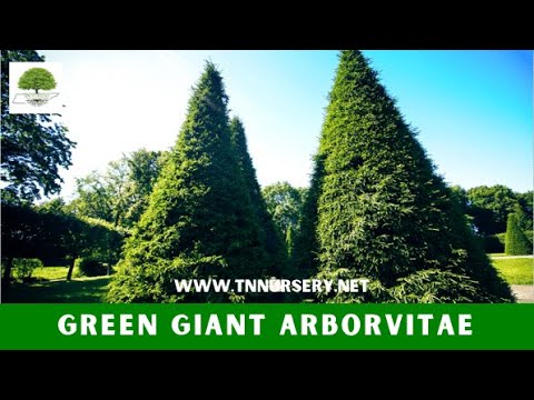 TN Nursery video on  Green Giant Arborvitae
