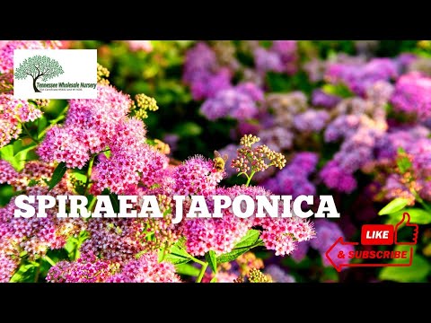 TN Nursery video on  Spiraea Japonica
