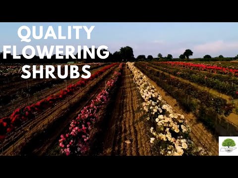 TN Nursery video on Flowering shrubs
