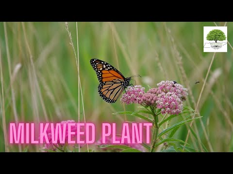 TN Nursery video on  Milkweed Plant 