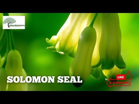 TN Nursery video on   Solomon's Seal Plant
