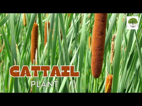 TN Nursery video on Cattail Plant
