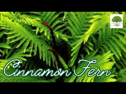 TN Nursery video on Cinnamon Fern
