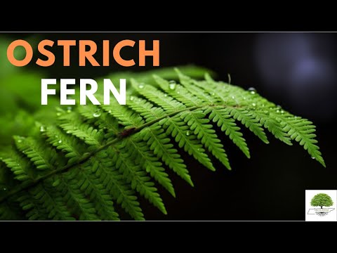 TN Nursery video on Ostrich Fern