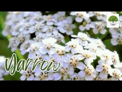 TN Nursery video on Yarrow
