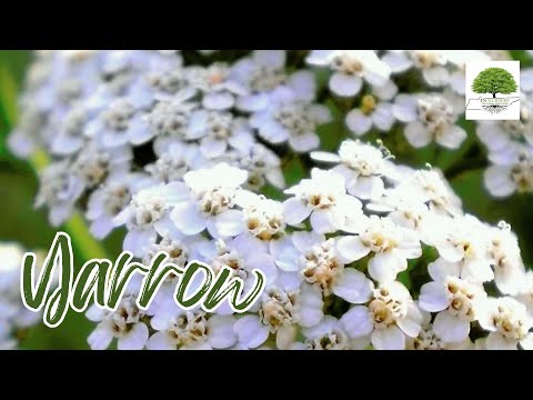 TN Nursery video on Yarrow

