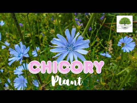 TN Nursery video on Chicory
