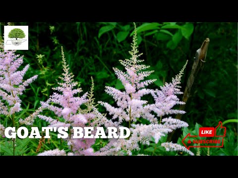 TN Nursery video on  Goat's Beard Plant
