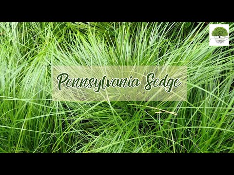 TN Nursery video on Pennsylvania Sedge plants

