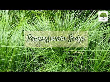 TN Nursery video on Pennsylvania Sedge plants


