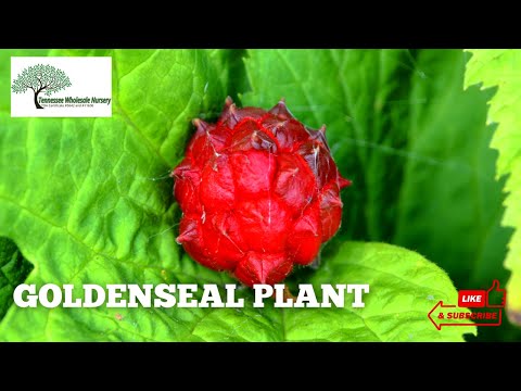 TN Nursery video on  Goldenseal Plant
