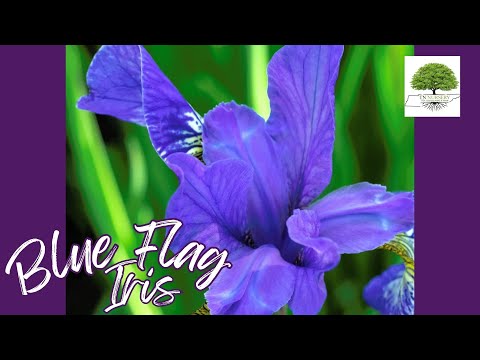 TN Nursery Video On Blue Flag Iris Plant