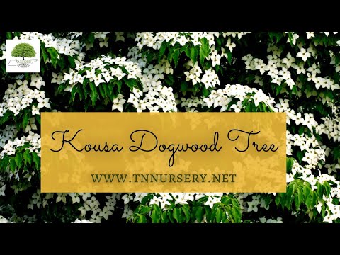 TN Nursery video on  Kousa Dogwood
