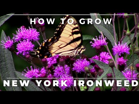 TN Nursery video on  New York Ironweed