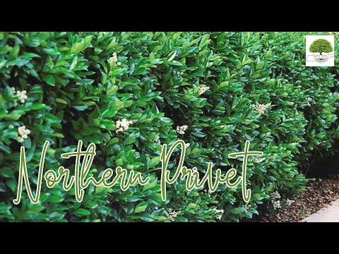 TN Nursery video on Northern Privet
