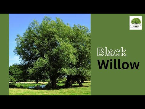 TN Nursery video on  Black Willow
