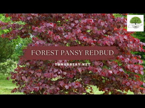 TN Nursery video on Forest Pansy Redbud
