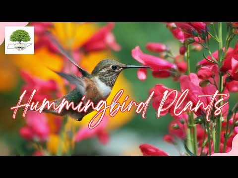 TN Nursery Video 10 Hummingbird Plants