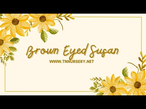 TN Nursery video on Brown-Eyed Susan