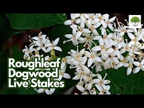 TN Nursery video on Roughleaf Dogwood Live Stakes
