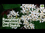 TN Nursery video on Roughleaf Dogwood Live Stakes
