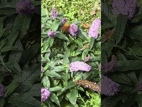 TN Nursery video on Monarch Pollinator Plants
