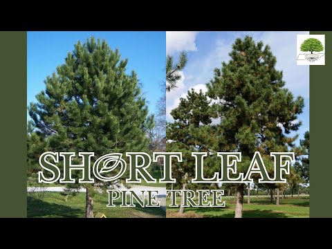 TN Nursery video on  Pine Tree 
