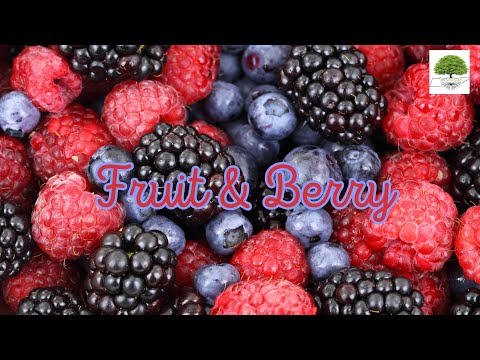 TN Nursery video on  Fruit and Berry including Black Chokeberry
