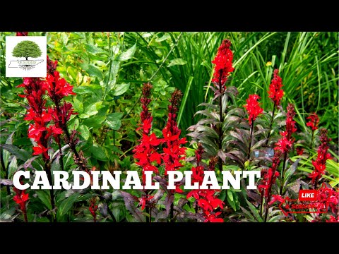 TN Nursery video on Cardinal Flower
