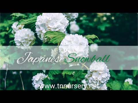 TN Nursery video on Snowball Bush
