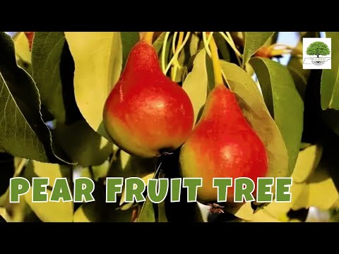 TN Nursery video on Pear Fruit Tree
