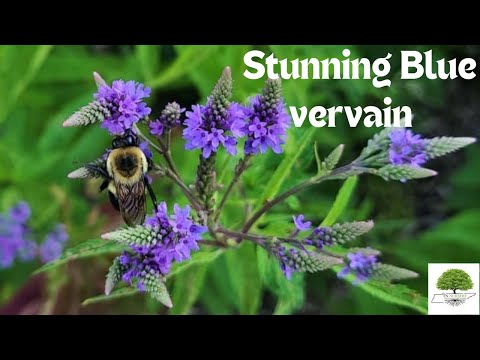 TN Nursery video on  Blue Vervain