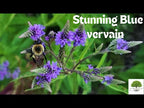 TN Nursery video on Blue Vervain