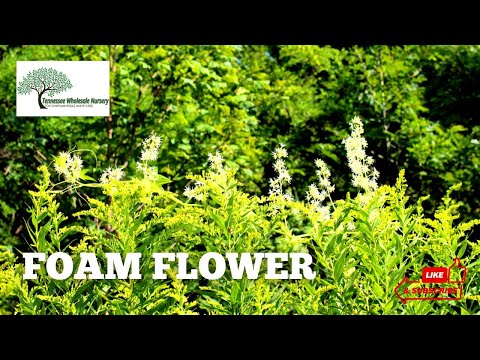 TN Nursery video on Foam Flower
