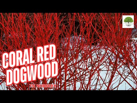 TN Nursery video on Coral Red Dogwood