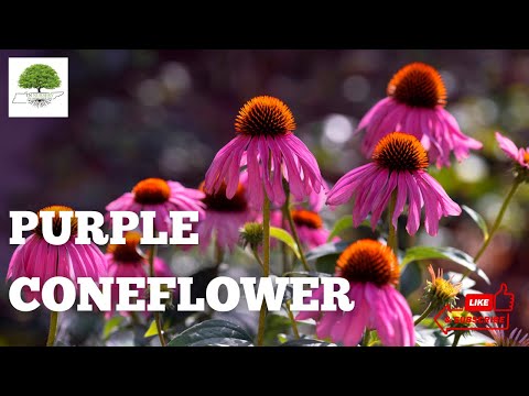 TN Nursery video on    Purple Coneflower