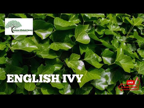 TN Nursery video on English Ivy
