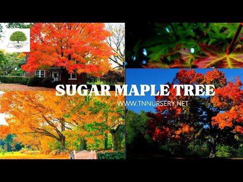 TN Nursery video on   Maple Tree 
