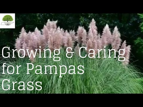 TN Nursery video on Pampas Grass Plugs 

