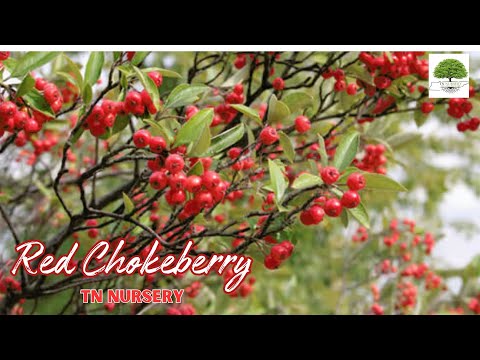 TN Nursery video on    Red Chokeberry
