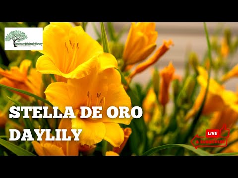 TN Nursery video on  Stella De Oro Daylily
